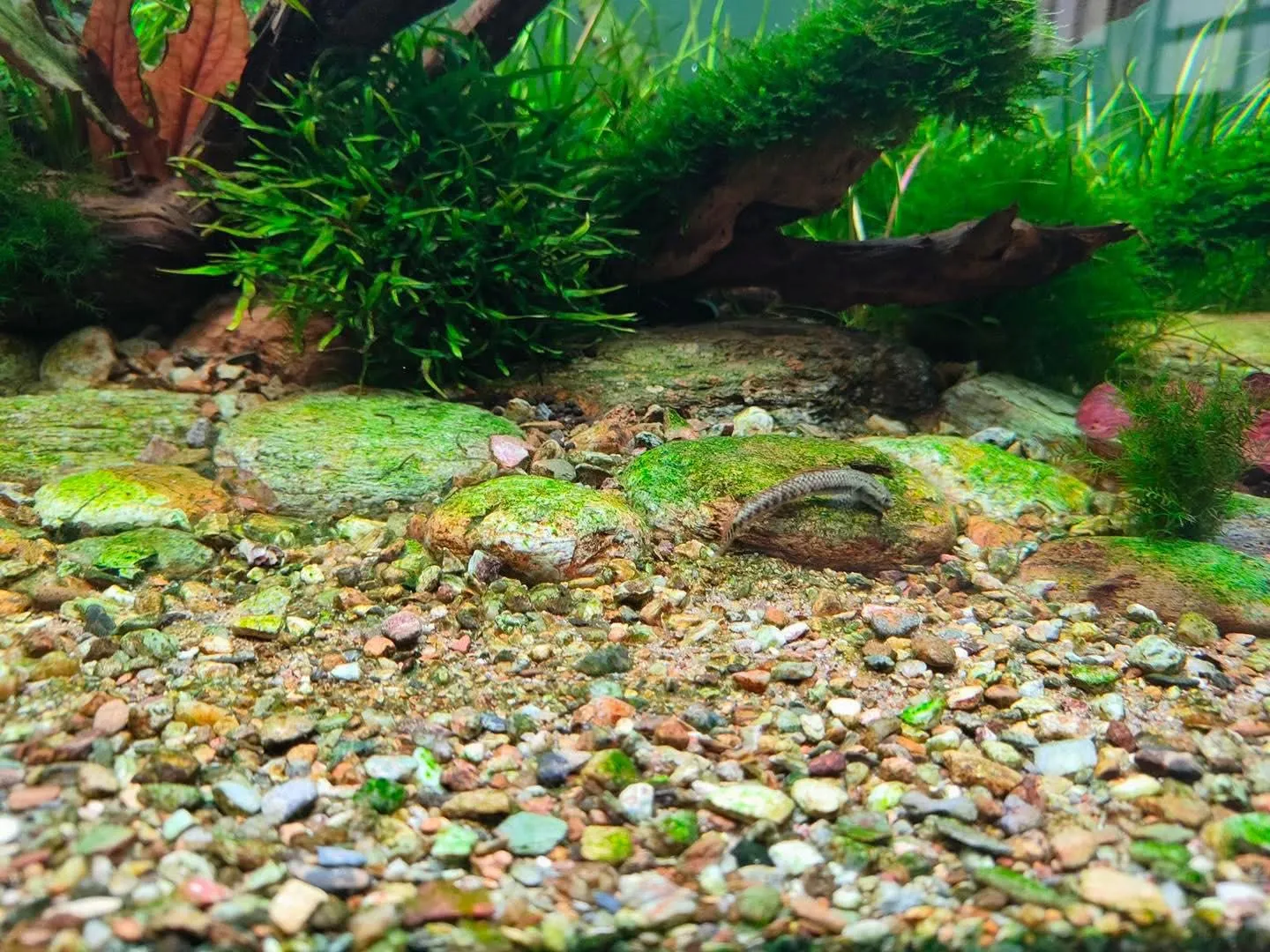 F.Sand Clearwater mix F.Gravel Native