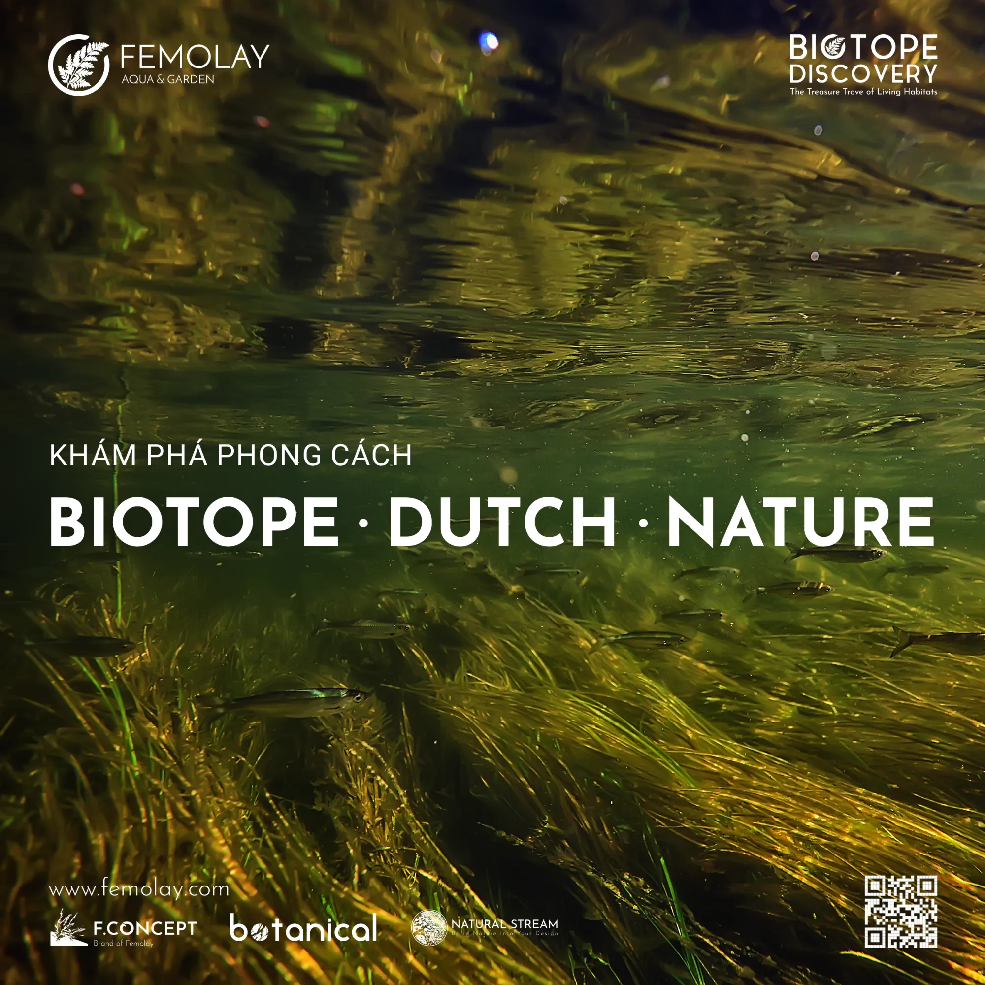 Phân biệt 3 trường phái thủy sinh: Biotope, Hà Lan và Tự Nhiên